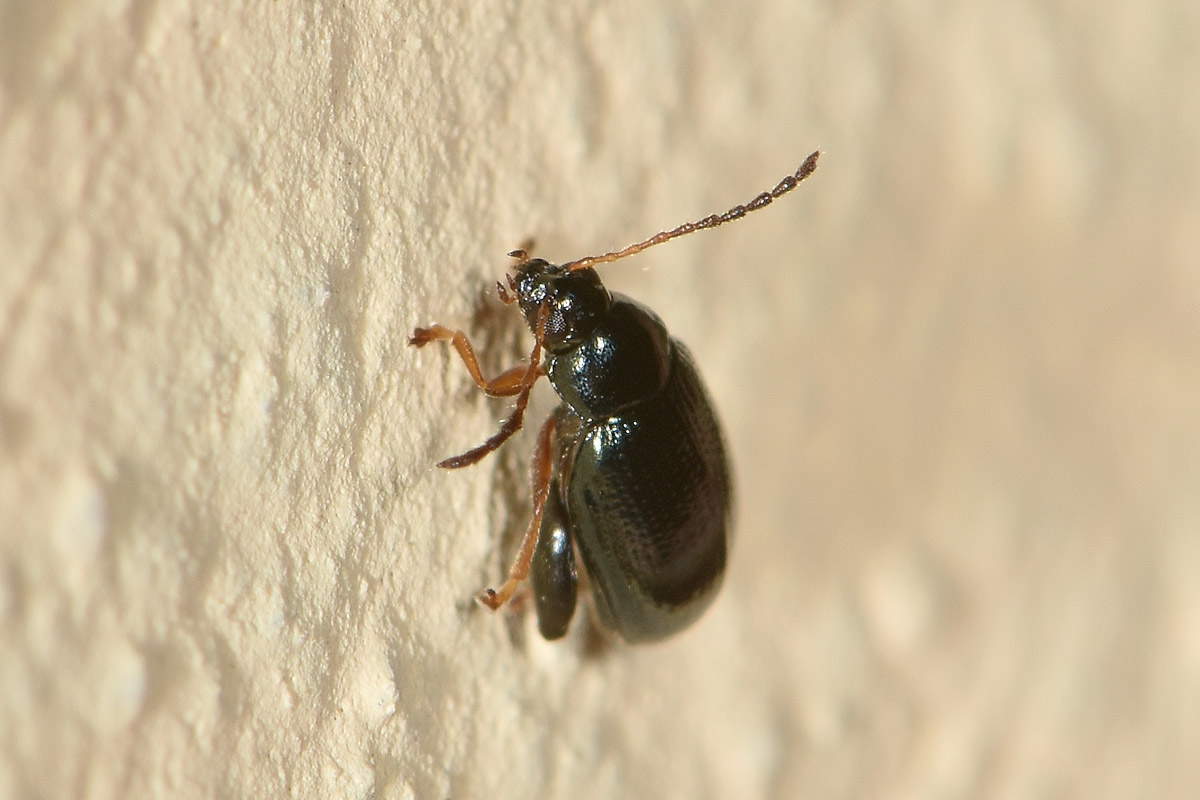 Chrysomelidae: Psylliodes sp.